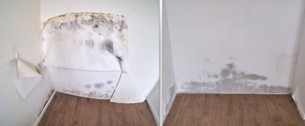 Best Same-Day Mold Removal  in USA